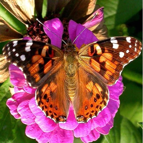 Butterfly Release Memorial: One Beautiful Way To Honor A Life