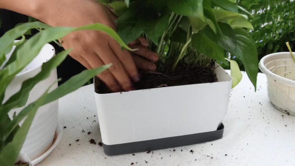 Plants for Garden Beds That Thrive Without Daily Attention