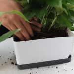 Plants for Garden Beds That Thrive Without Daily Attention