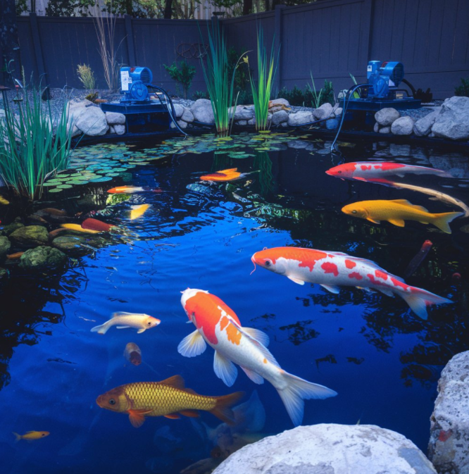 Bead Filters: The Key to Crystal Clear Water and Healthy Koi