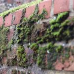 Commercial Mould Removal