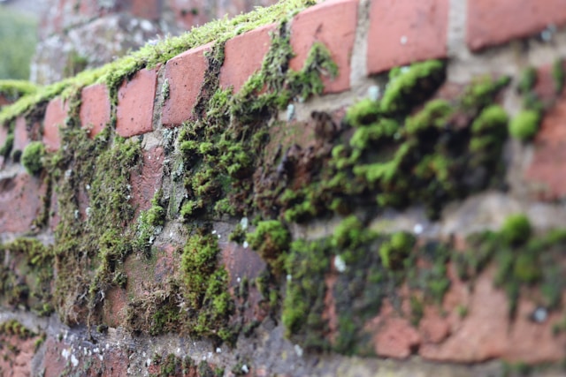 Commercial Mould Removal