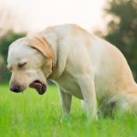 Dog Tumor in the Throat