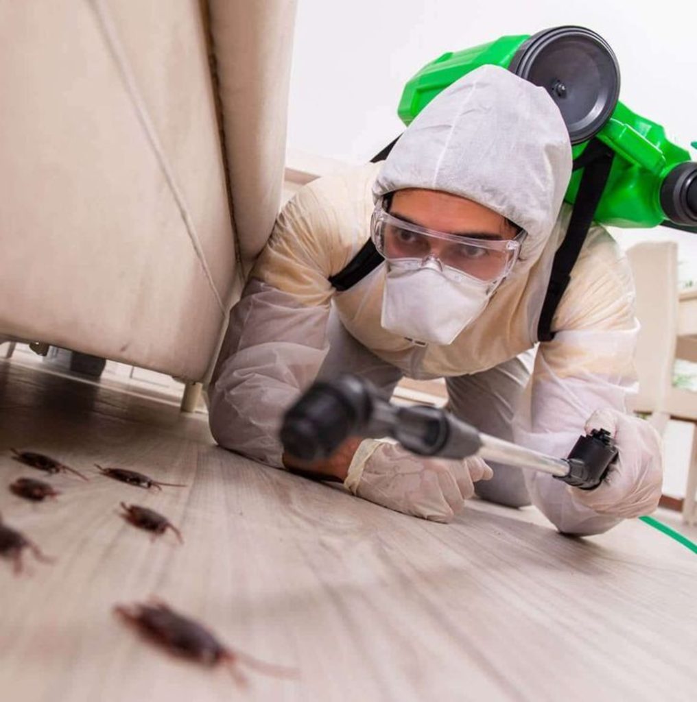 pest control Thorold services to handle these pest issues effectively