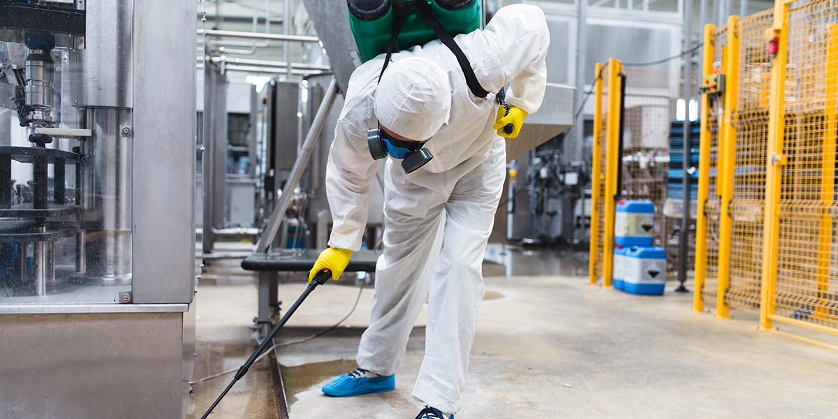 Flea Removal Trusted for Safe and Healthy Canadian Homes