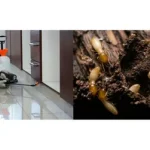 Termite Control Services