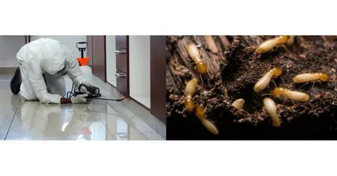 Termite Control Services