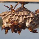 Bees-Wasps & Hornets Control