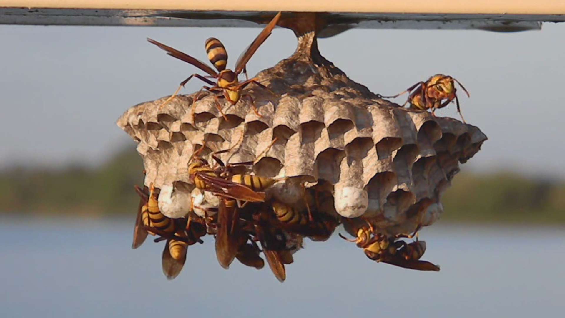 Safe Ways to Remove Bees Wasps and Hornets from Home