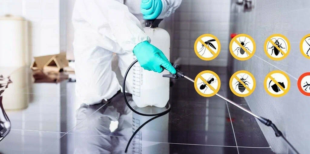 Which Termite Control Services in Lahore Provide the Most Effective and Long-Lasting Protection?