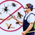 Termite Control Treatment Services Near Me