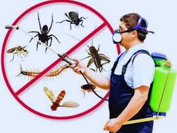 Termite Control Treatment Services Near Me