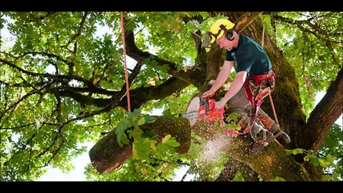 tree pruning in honolulu