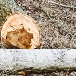 Tree Felling Blackpool