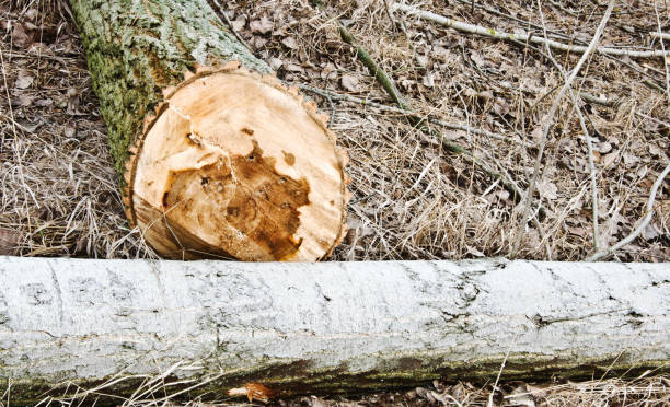 Tree Felling Blackpool