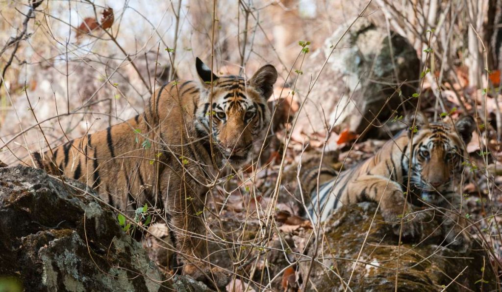 ranthambore-wildlife-safari-tiger-sighting