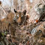 ranthambore-wildlife-safari-tiger-sighting