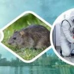 Rat Pest Control Near Me