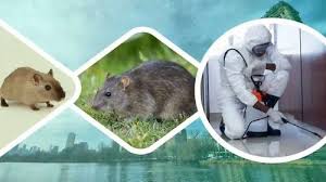 Rat Pest Control Near Me