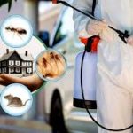 termite control services in Lahore