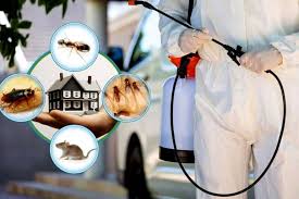 termite control services in Lahore