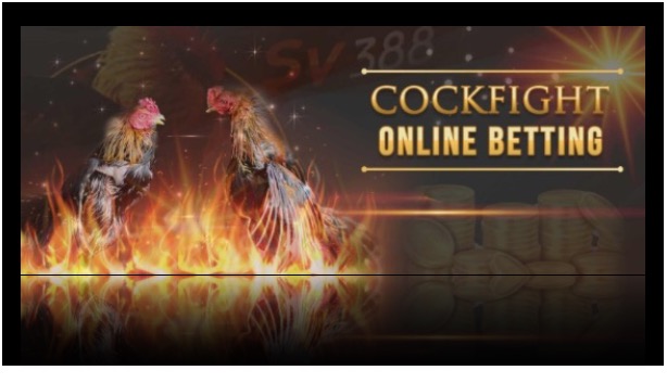 Cockfighting Betting