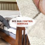 Bed Bugs Treatment
