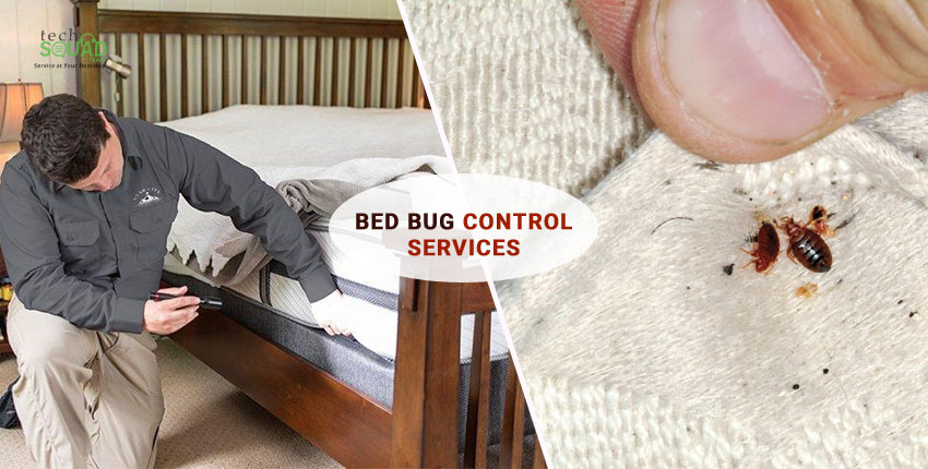 Bed Bugs Treatment