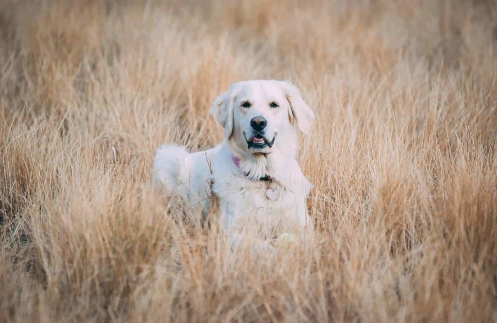 English golden retriever