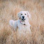 English golden retriever